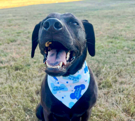 Birthday Boy Bandana