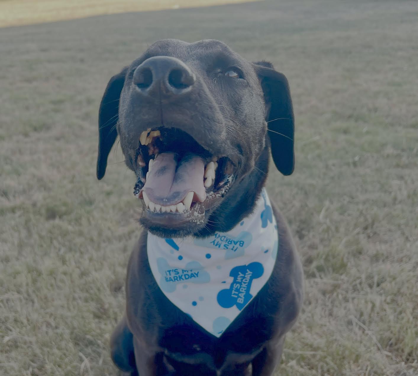 Birthday Boy Bandana
