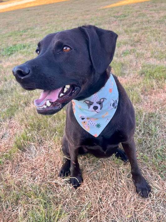 Party Pup Bandana