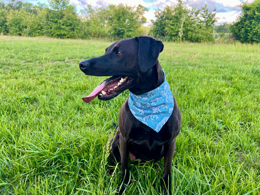 Wave Chaser Bandana