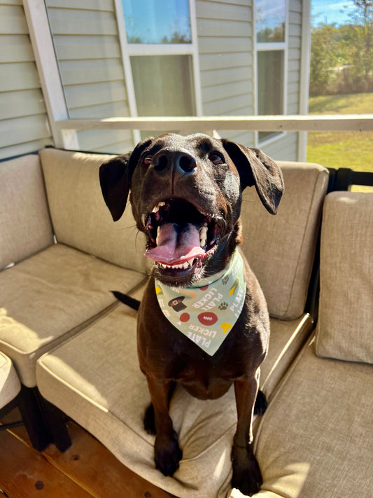 Plate Licker Bandana