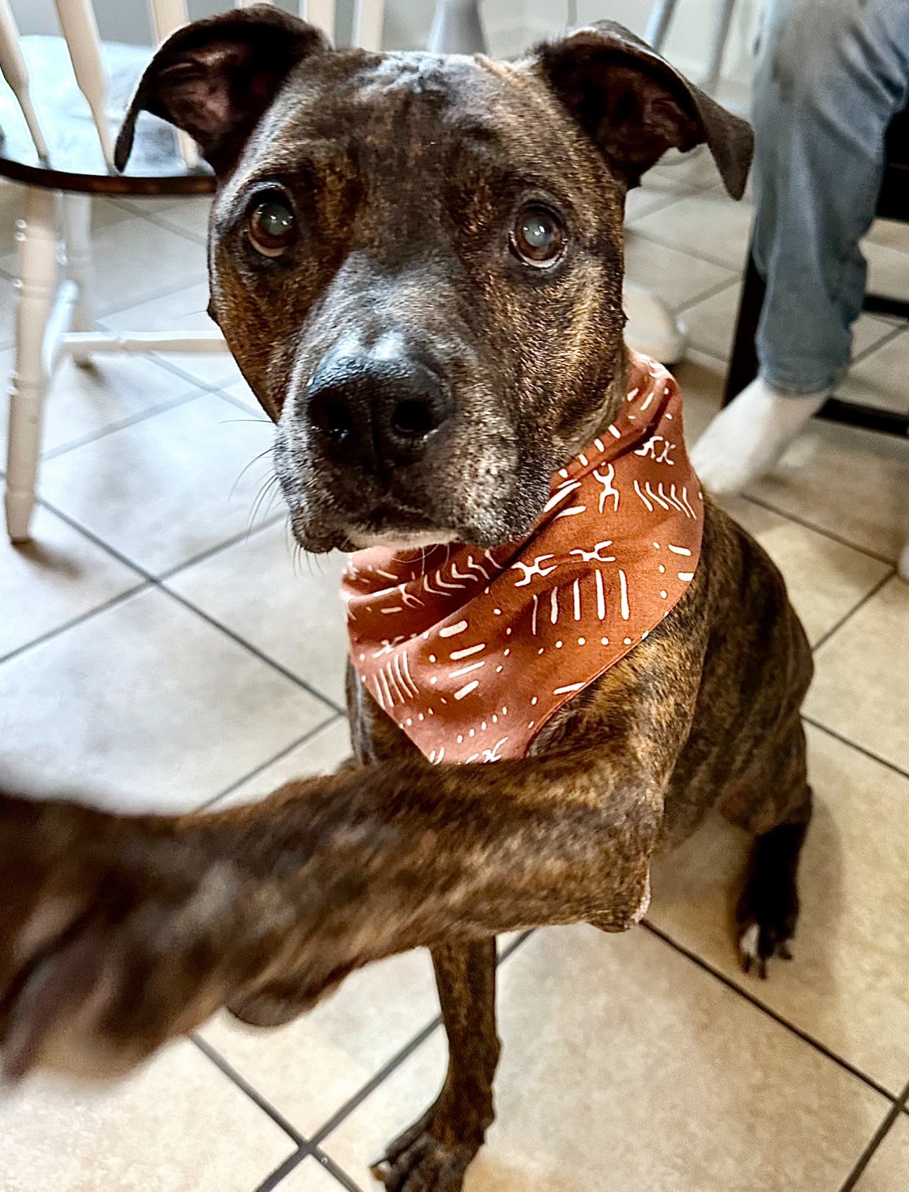 Canyon Pup Bandana