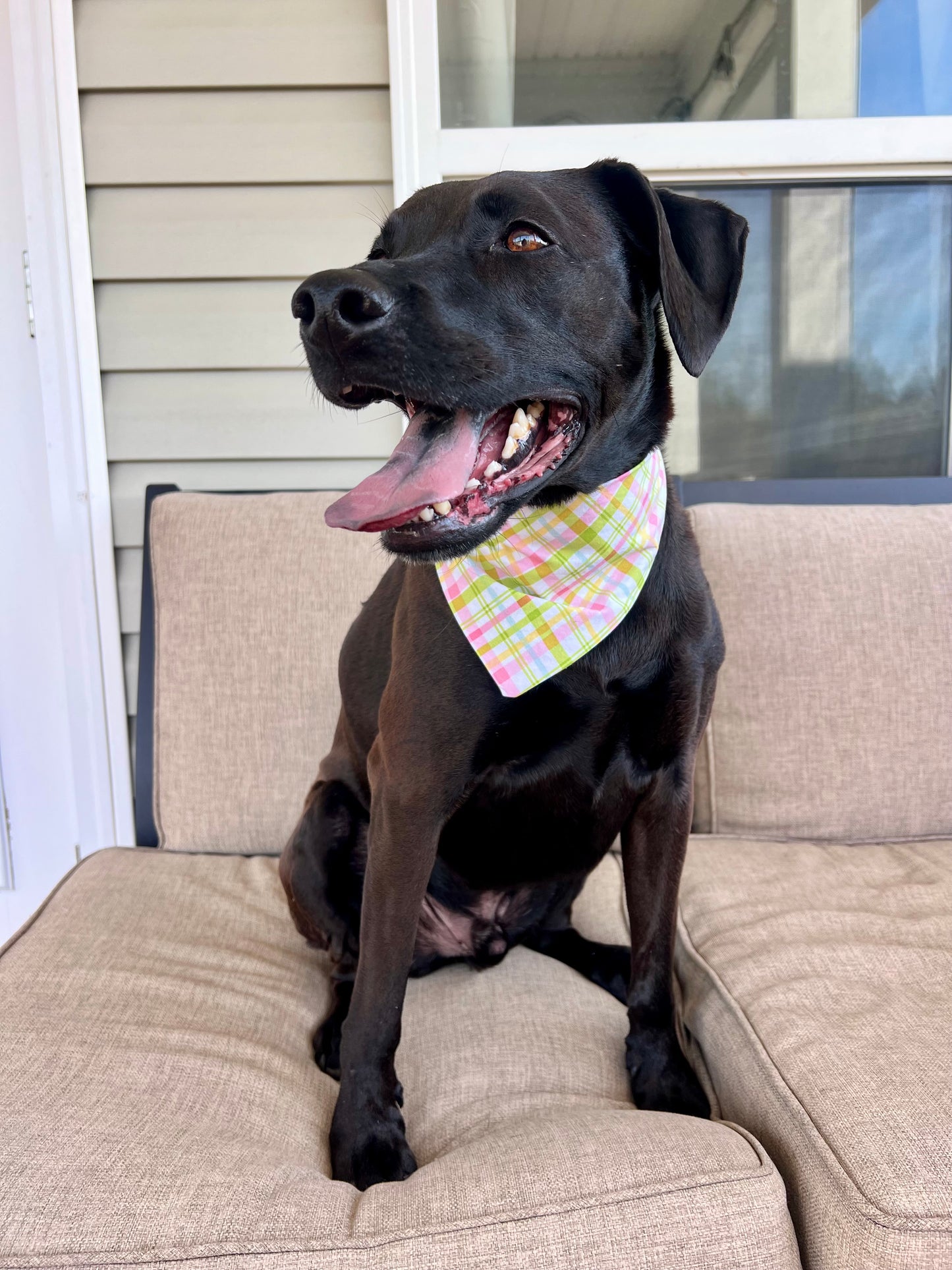 Paws and Plaid