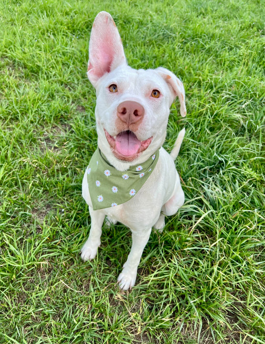 Daisy Daze Bandana
