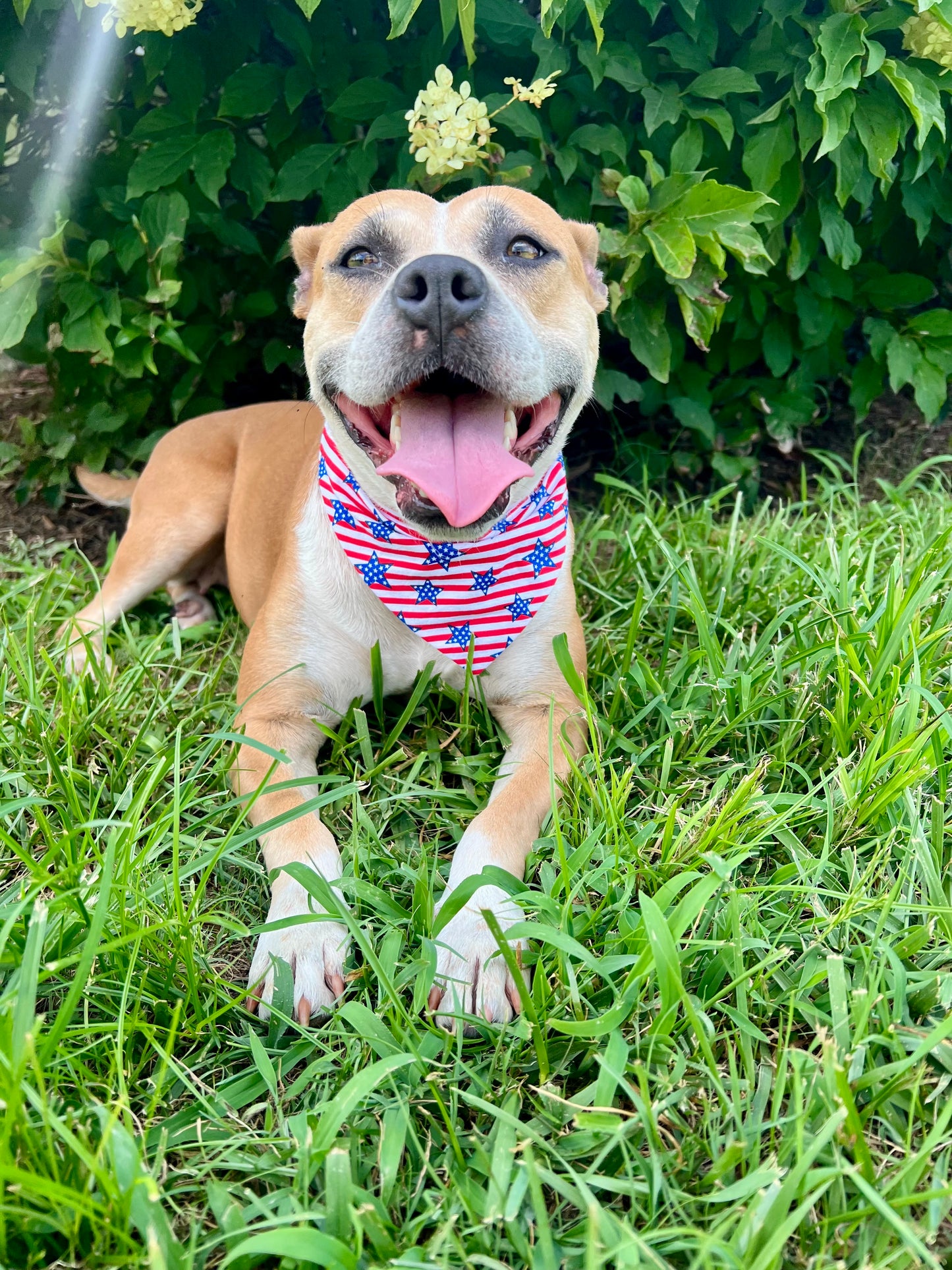 Star-Spangled Doggo Bandana