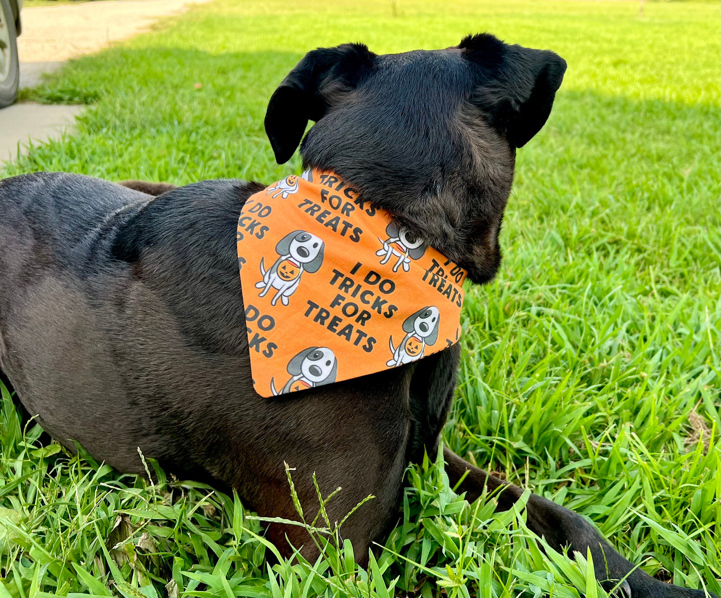 I Do Tricks for Treats