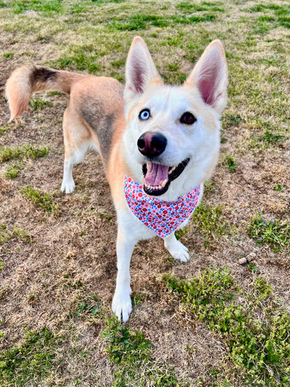 Garden Party Pup