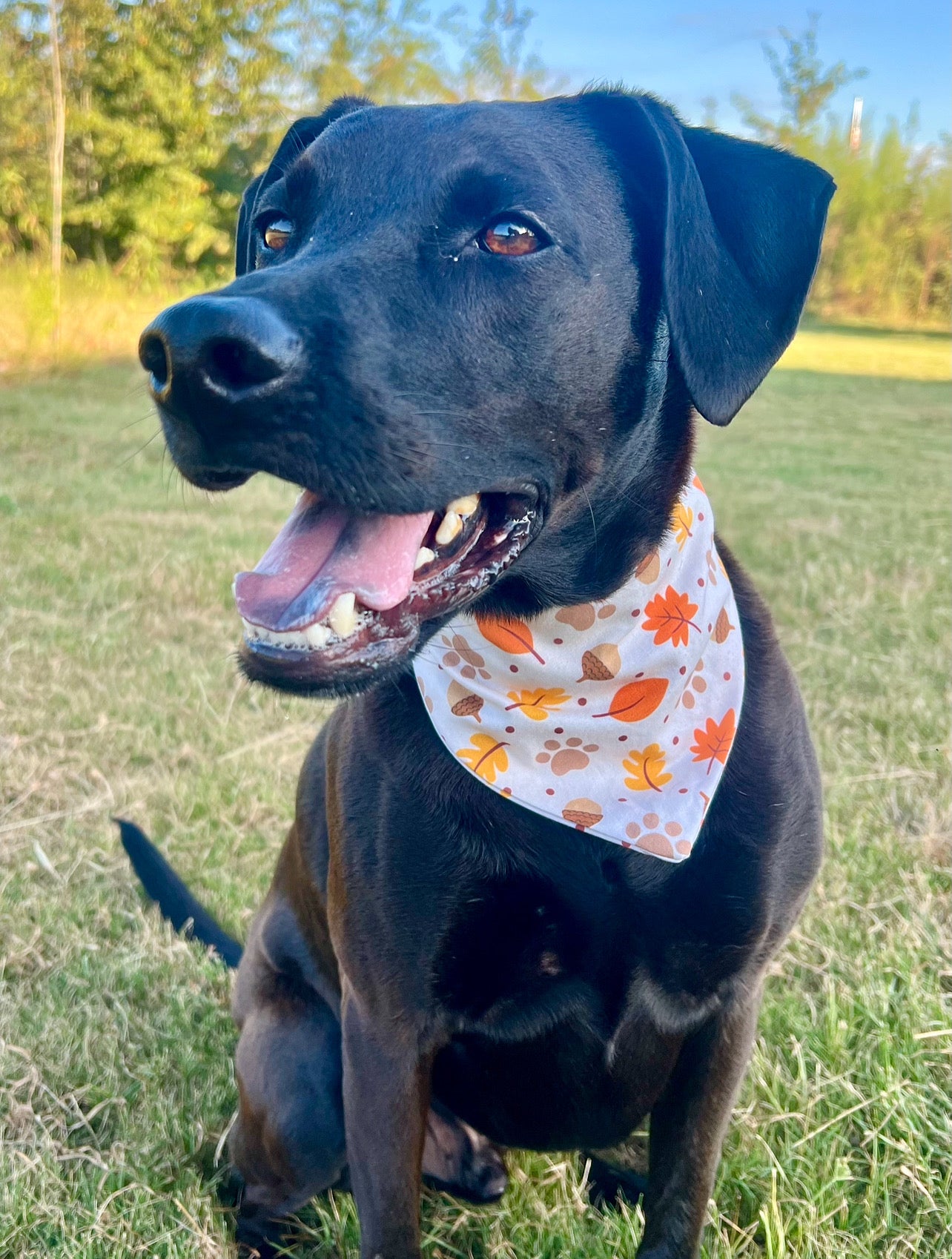 Falling For You Bandana