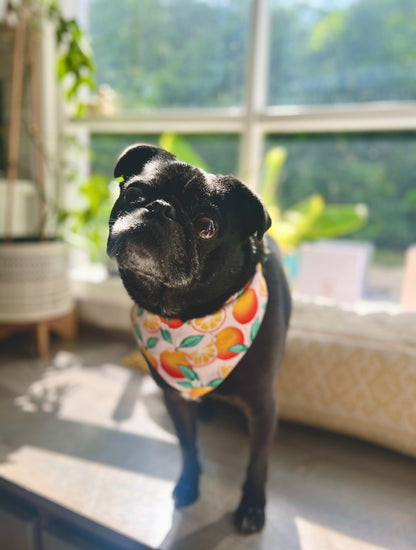 Clementine Cutie Bandana