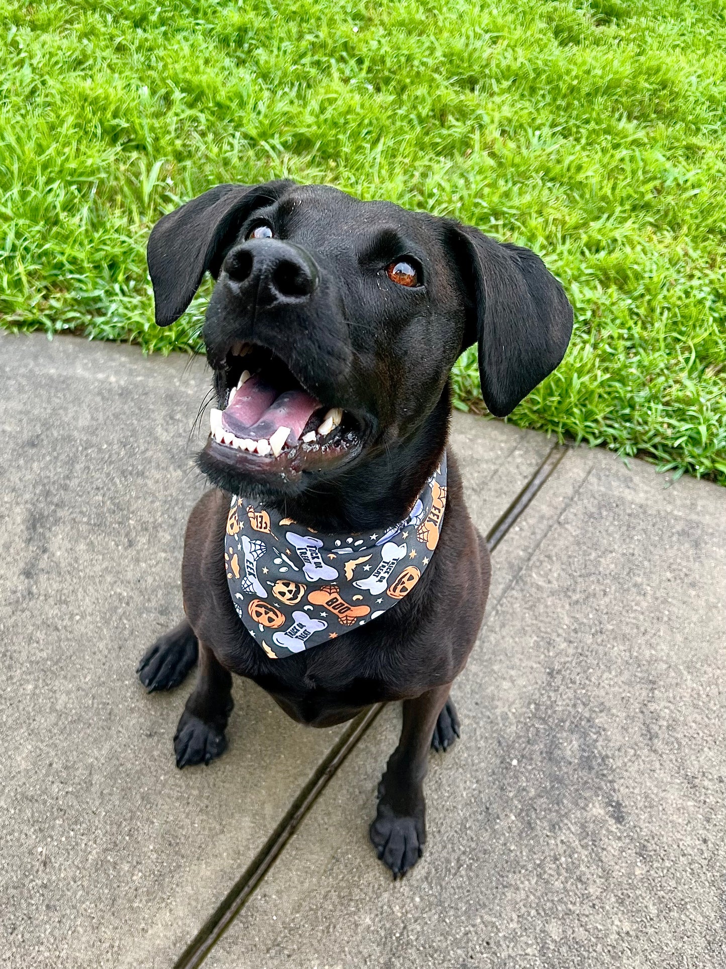 Bones & Treats