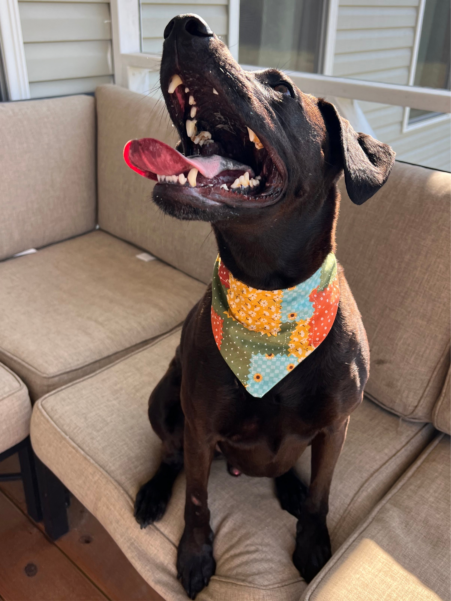 Patchwork Pup