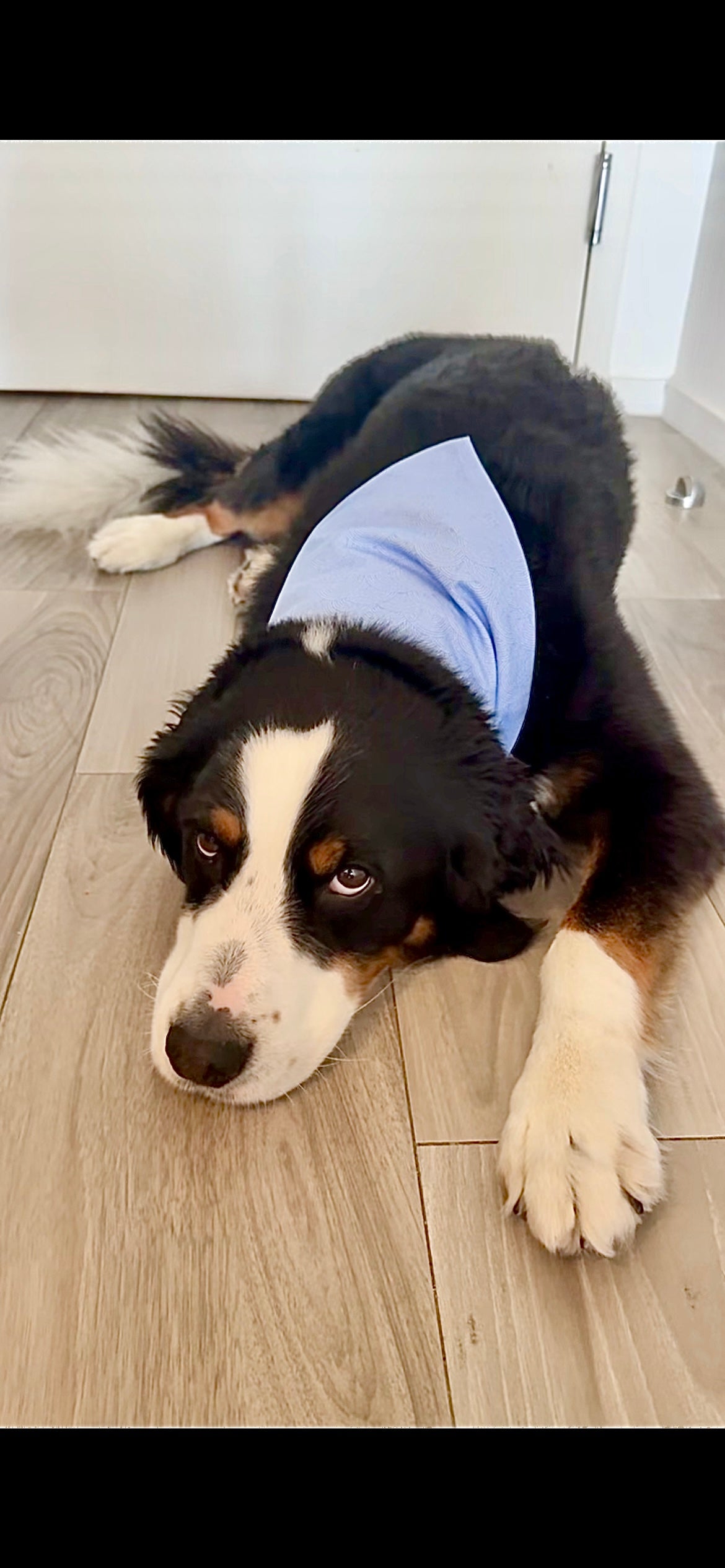 Summer Blues Bandana