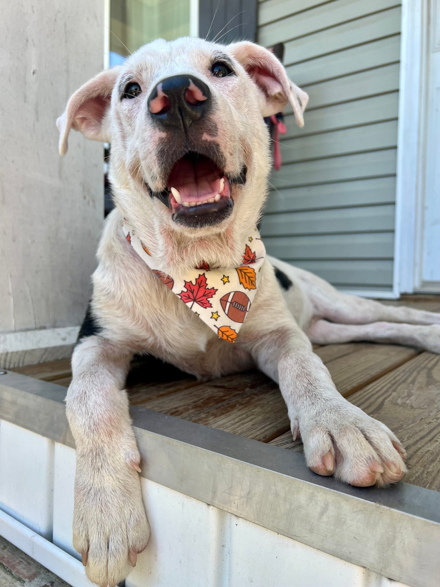 Game Day Pup