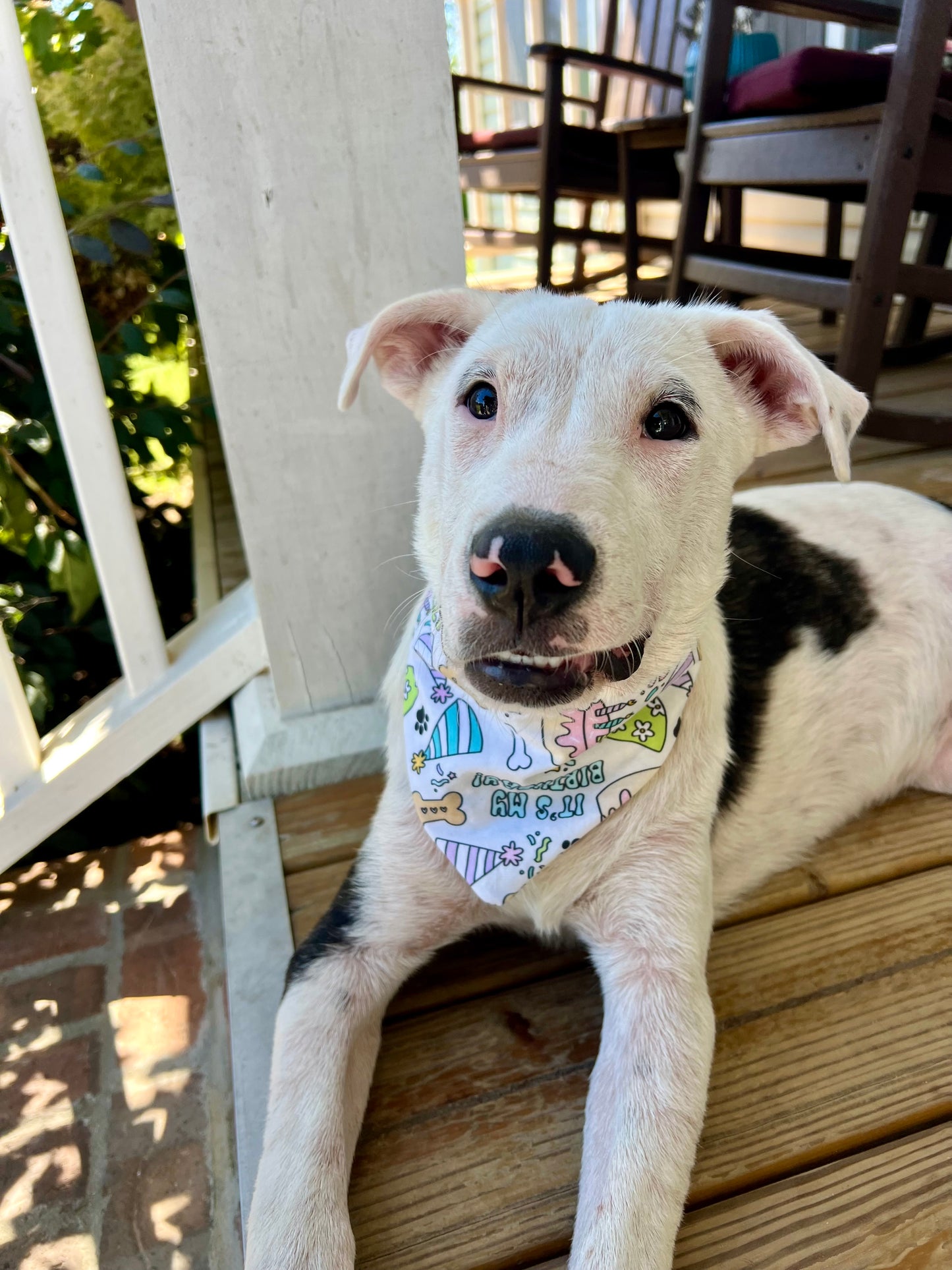 It’s a Pawty