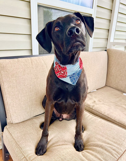 All American Pup Bandana
