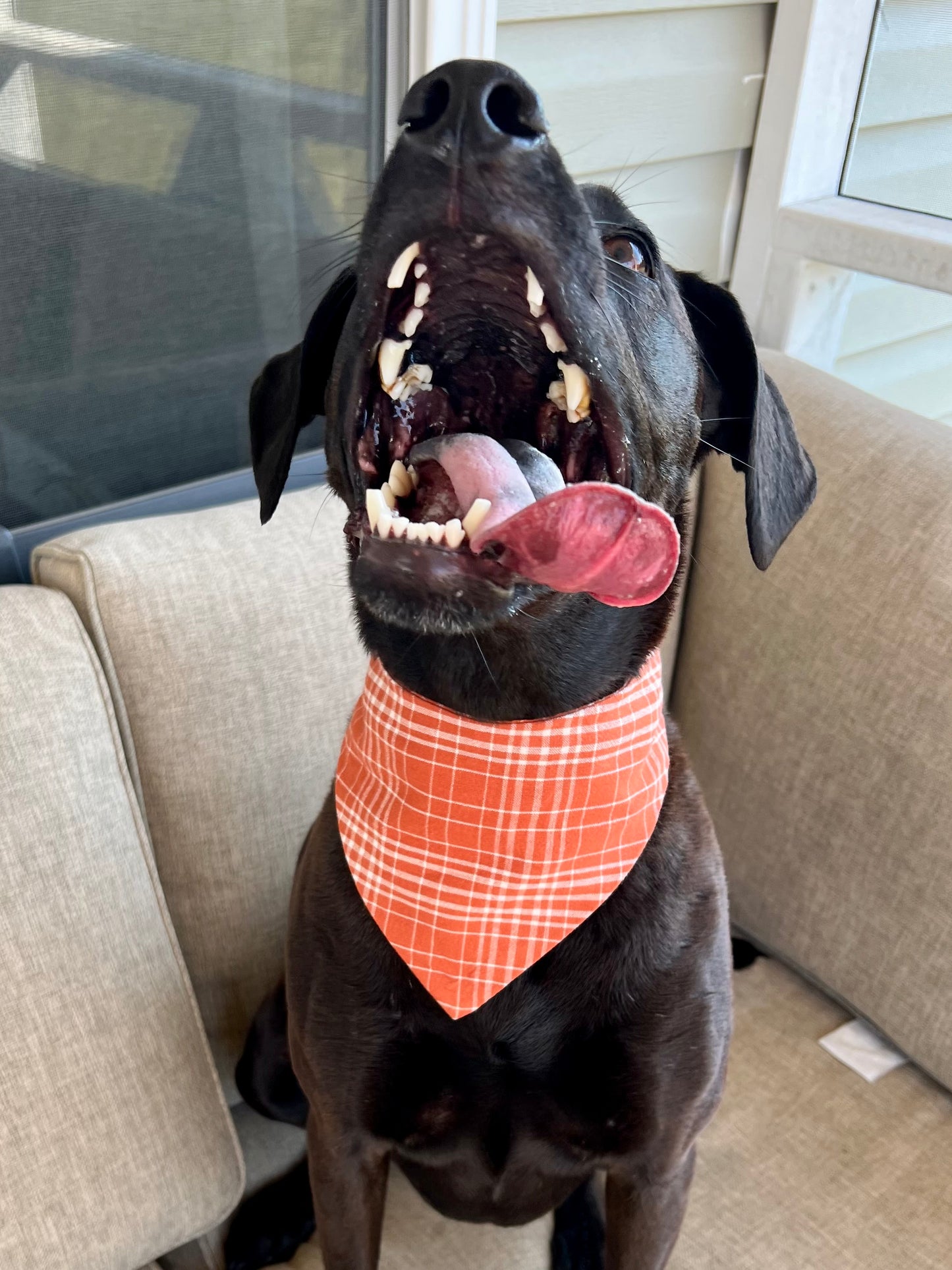 Pumpkin Spice Pup