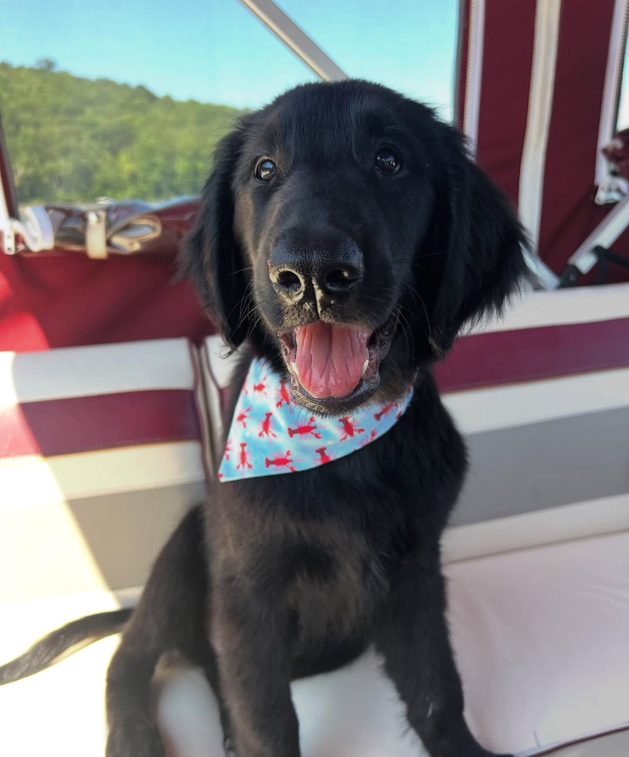 Little Lobster Bandana