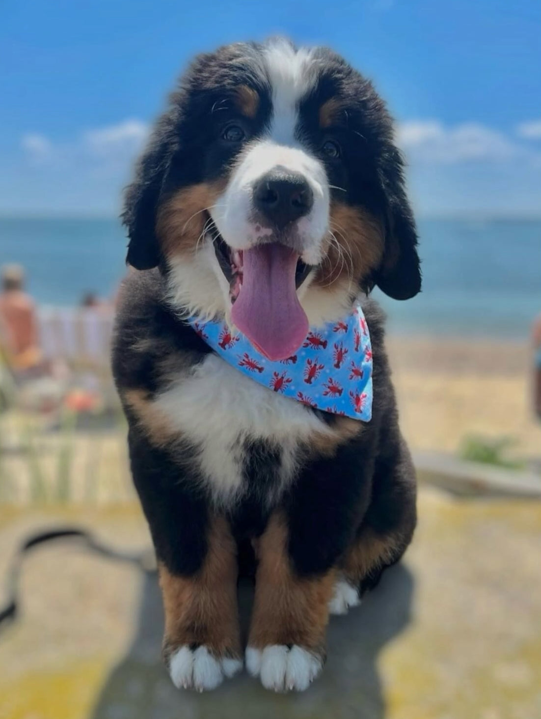 Little Lobster Bandana