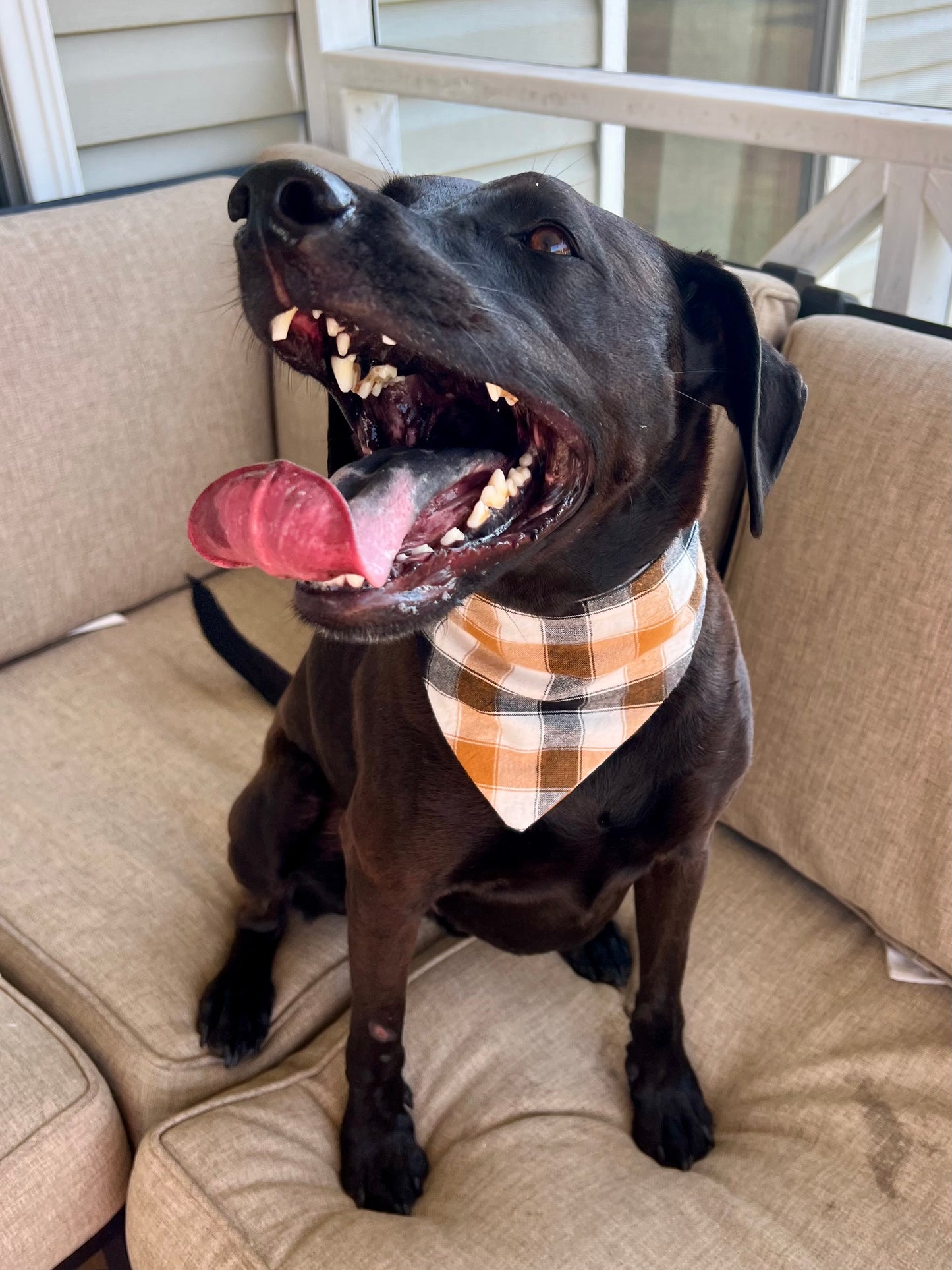 Autumn Harvest Pup