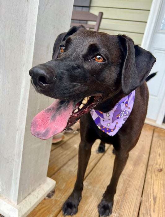 Hocus Pocus Pup