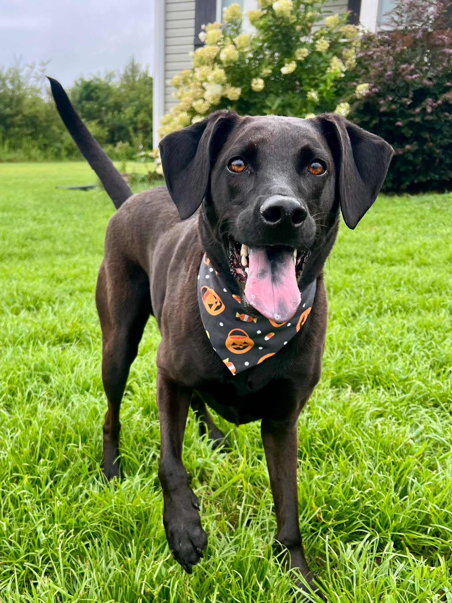 Sweet & Spooky
