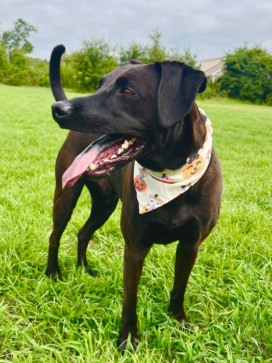 Pits & Pumpkins